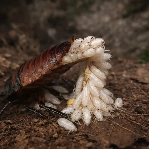 Cockroach Nymph