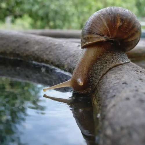 What Do Snails Drink