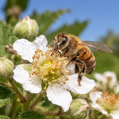 Caucasian bees