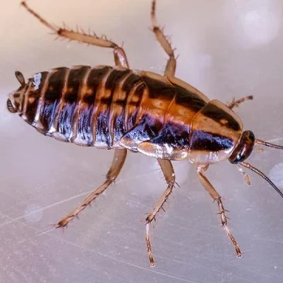 German Cockroach Control Sydney