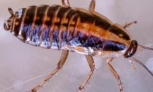 Cockroach Control