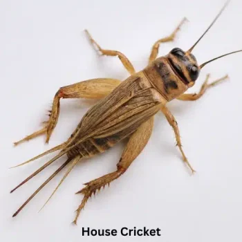 House Cricket