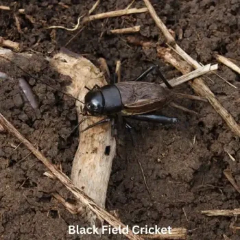 Black Field Crickets