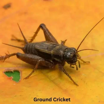 Ground Crickets