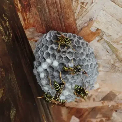 wasp nest removal
