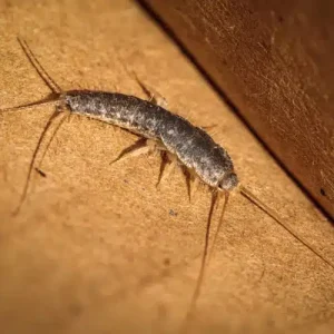 Silverfish pest control sydney