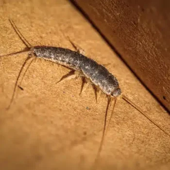 Silverfish pest control sydney