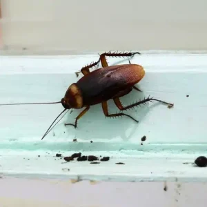 cockroach nest dropping