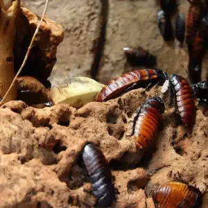 Cockroach Nest