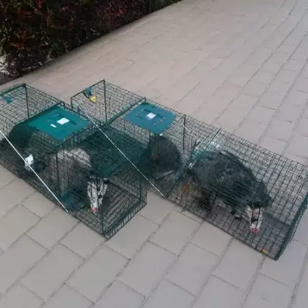Commercial Possum Removal Service