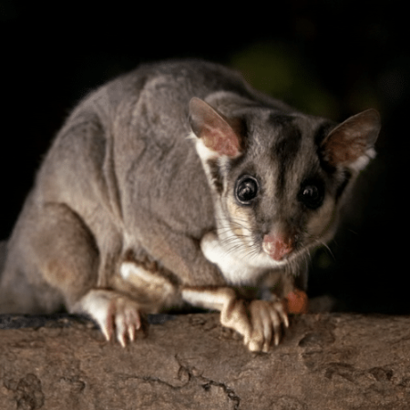 possum control