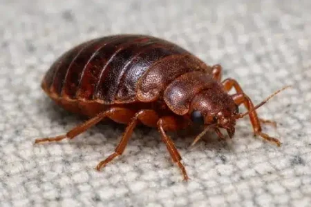 Bed Bug Control in Cecil Hills
