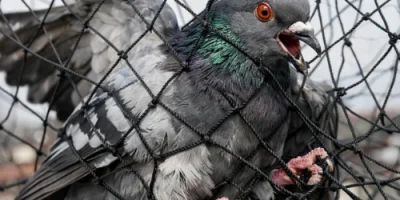 Bird Control Grays Point
