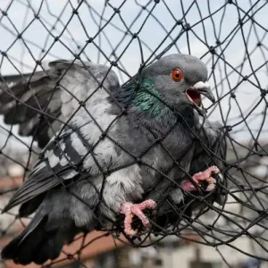 Bird Control Cartwright