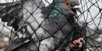 Bird Control Foresrville