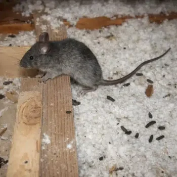 Mice Infestation