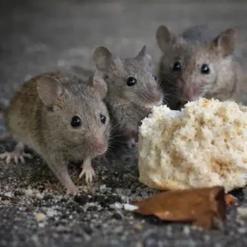 Mice
