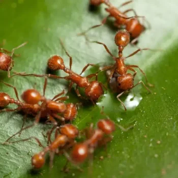 Get Rid of Ants From Plants