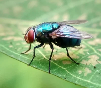 house fly