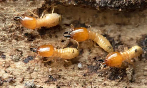 Termite Treatment