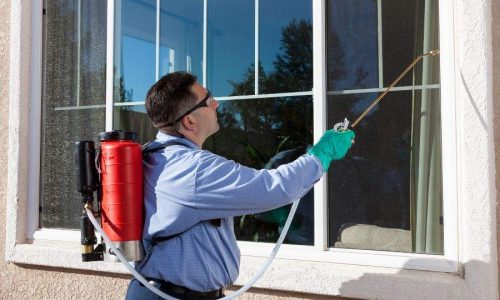 Termite Treatment Sydney