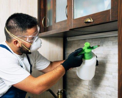 Termite Treatment Sydney