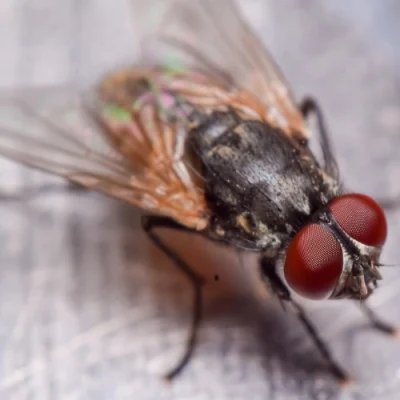 Fly Pest Control