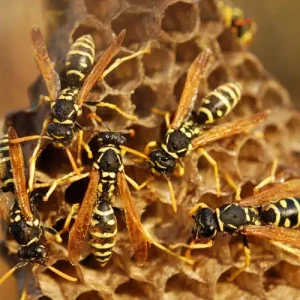 European wasps infestation
