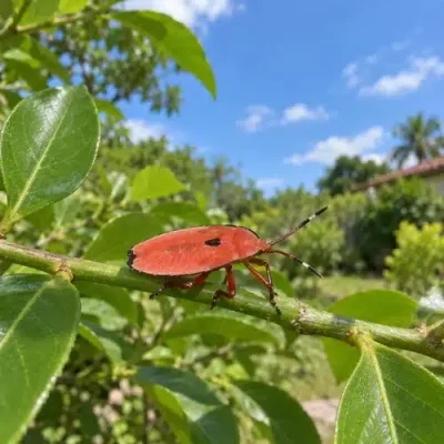 Bronze Orange Bug