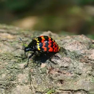 Australian Harlequin Bug