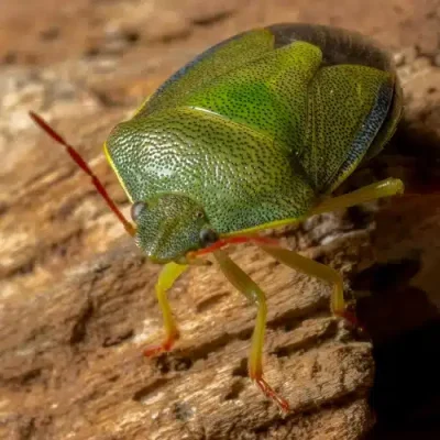 Green Vegetable Bug