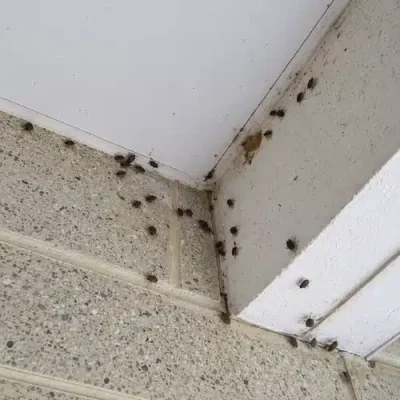 Stink Bugs Infestation