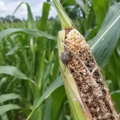 Crop Damage Caused by Stink Bug