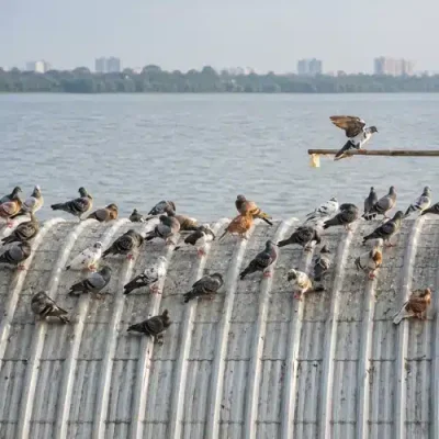 bird control