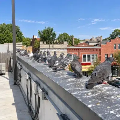 Bird Infestation