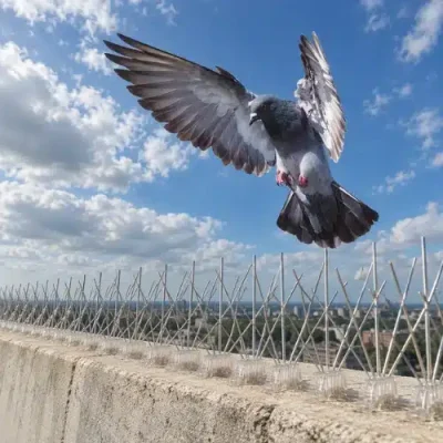 Commercial Bird Proofing